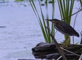 Green Heron On Drift Wood