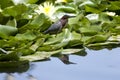 Green Heron