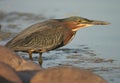 Green Heron Royalty Free Stock Photo