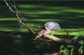 Green Heron