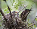 Green Heron stock photos. Image. Picture. Portrait. Close-up profile view. Background. Baby Green Heron. Adult Green Heron