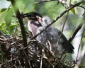 Green Heron bird Stock photo.  Green Heron bird with baby close-up profile.  Bokeh background. Image. Portrait. Picture Royalty Free Stock Photo