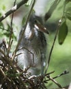 Green Heron stock photos. Image. Picture. Portrait. Baby bird. Nest in the tree. Close-up profile view. Background and foreground Royalty Free Stock Photo