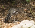 Green Heron stock photos. Image. Picture. Portrait. Baby birds on ground. Spread wings. Close-up profile view. Background