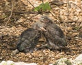 Green Heron bird Stock photo.  Baby Green Heron close-up profile view. Baby Heron bird background.  Image. Portrait. Picture. Royalty Free Stock Photo