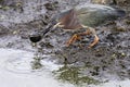 Green Heron and Baby Turtle Royalty Free Stock Photo