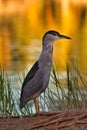 Green heron on the bank of a pond on Maui. Royalty Free Stock Photo