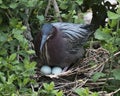 Green Heron bird Stock photo. Green Heron bird close-up profile on the nest with eggs.  Foliage background and foreground. Green Royalty Free Stock Photo