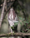 Green Heron bird stock photo.  Image. Portrait. Picture. Close-up profile view bokeh background.  Perched. Looking towards the sky Royalty Free Stock Photo