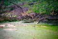 Green Heron Bird on a falled tree over a duck weed covered pond suround by beard lichen Royalty Free Stock Photo