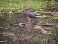 Green Heron Bird on a Fallen Log in a Pond with Duck Weed