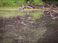 Green Heron Bird on a Fallen Log in a Pond with Duck Weed