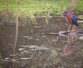 Green Heron Bird on a Fallen Log in a Pond with Duck Weed