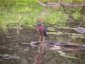 Green Heron Bird on a Fallen Log in a Pond with Duck Weed