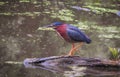 Green Heron Bird on a Fallen Log in a Pond with Duck Weed