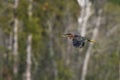 Green Heron bird in flight over marsh Royalty Free Stock Photo