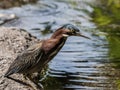 Green Heron Bird perched on the side of a pond