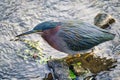 Green Heron Bird stands on a rock in the water