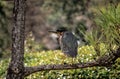 Green heron on a branch