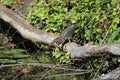 Green heron (Butorides striatus)