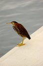 Green Heron butorides virescen