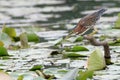 Green Heron (Butorides virescens)