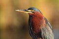 Green Heron (Butorides virescens)