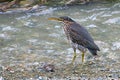 Green Heron, Butorides virescens Royalty Free Stock Photo