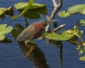 Green heron Butorides virescens, Florida