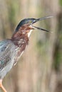 Green Heron (Butorides virescens)