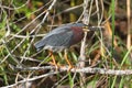 Green Heron (Butorides virescens)