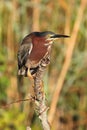 Green Heron (Butorides virescens)