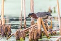 A green heron, Butorides virescens, forages thru cattails at a wetland in Culver, Indiana