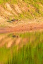 Green Heron, Butorides virescens, searches for a meal in Bald Knob Wildlife Refuge in Bald Knob Royalty Free Stock Photo