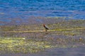 Wildlife:A Green Heron stands on a rope in Lake Atitlan Guatemala