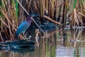 Green heron Butorides virescens in the wildlife reserve Biotopo Monterrico-Hawaii, Guatema Royalty Free Stock Photo