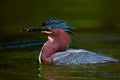 Green Heron Catching Breakfast Royalty Free Stock Photo