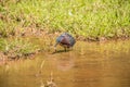 Green heron catching a tadpole Royalty Free Stock Photo