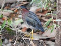 Green Heron hunts for food along NYS Owego Creek Royalty Free Stock Photo