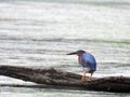 Green Heron on drifwood in swamp wetlands Royalty Free Stock Photo