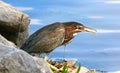 Green Heron Eating A Fish