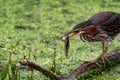 Green Heron Eating Tadpole Royalty Free Stock Photo