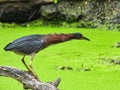 Green Heron Fishing: A green heron bird goes into striking position on a dead log submerged in a duckweed covered pond fishing