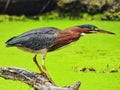 Green Heron Fishing: A green heron bird perched on a dead log submerged in a duckweed covered pond fishing