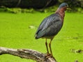 Green Heron Fishing: A green heron bird perched on a dead log submerged in a duckweed covered pond fishing