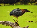 Green Heron Fishing: A green heron bird starting a striking position on a dead log submerged in a duckweed covered pond fishing