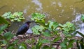 Green Heron fishing near the river bank Royalty Free Stock Photo