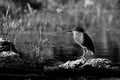 Green Heron in High Dynamic Range hdr (Butorides virescens vires