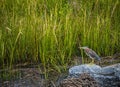 Green Heron on the Hunt