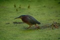 Green Heron Hunting in Florida